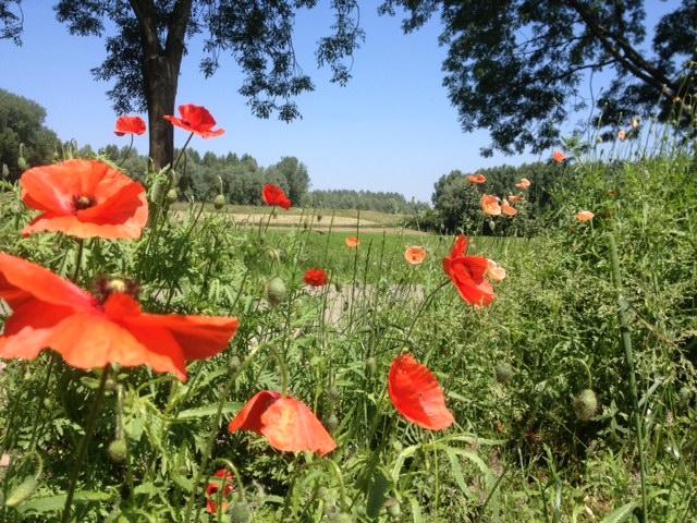 B&B Het Postenhofje Puiflijk Oda fotoğraf